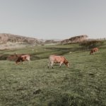 herd of cow on green grass field during daytime